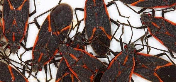 Bugs LOVE to come into your house, invading your attic and wall voids to enjoy the winter activities in your home.