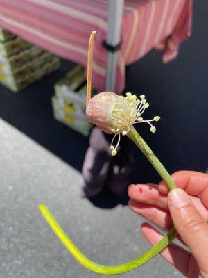 I did a thing and ate a raw hardneck garlic flowering stalk. Fact: only hardnecks bloom.