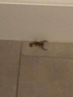 Scorpion in the bathroom