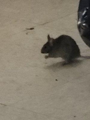 He could not run fast enough from our technicians.  Call us at 646-201-0044 and inquire about our year warranty o rodent services