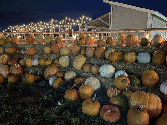 Pumpkins on display.