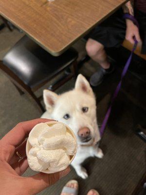 Puppacino for One