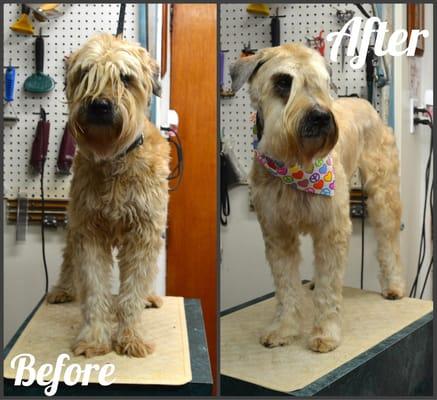 Dog Grooming before and after photo.