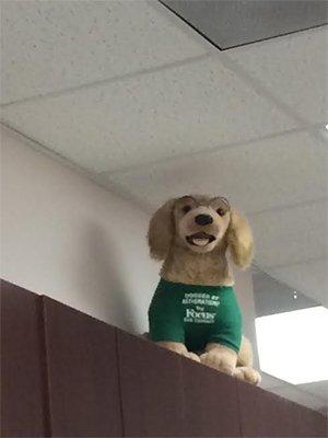 Bespeckled seeing-eye dog bids you farewell at the appointment desk.