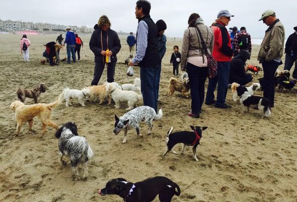 Hanging at the end of the beach with all the dogs