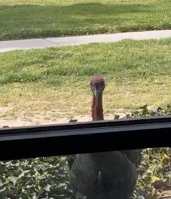 Turkeys outside of the window while studying.