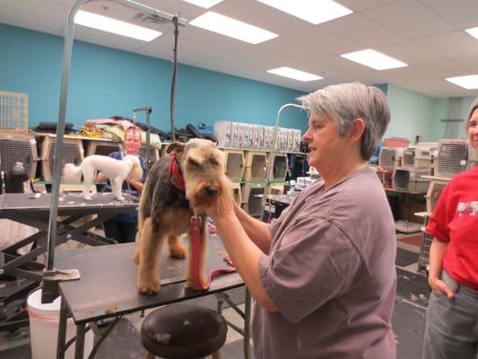 Lucy (Welsh Terrier) loved going to Pet Gallery!   They loved her too.  :)