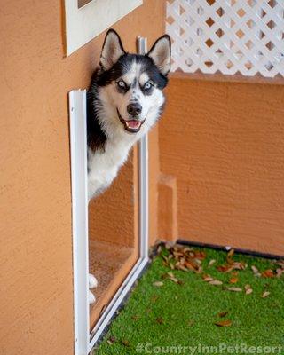 DOGGY DOOR
 
 Most of our suites have doggy doors which lead to a private turf area for extra potty breaks throughout your pets stay.