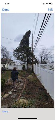 Pine tree to be removed