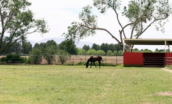 Horse Boarding and pasture for daily turnouts