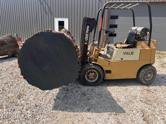 Big white oak log moved into the saw mill