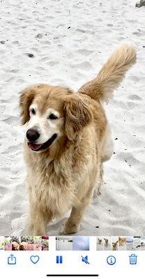 Teddy at beach before his spa day with Gemma