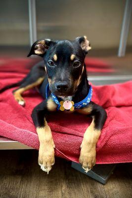 Klaus's first time at The Pet Hospitals Downtown with Dr. Washington! He was so happy!