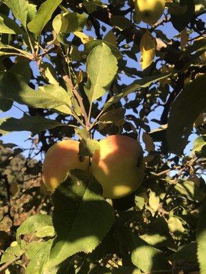 Heirloom apple trees