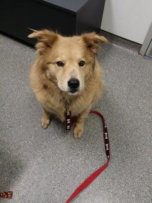 Reagan waiting to get her stitches removed.