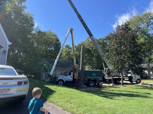 Tree removal