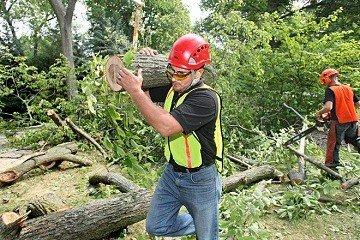 Dave's Tree Service