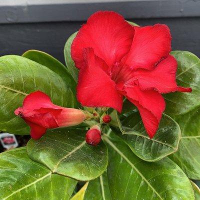 Red desert rose