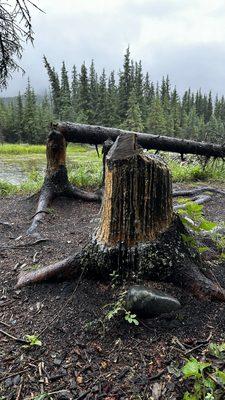 Beaver work