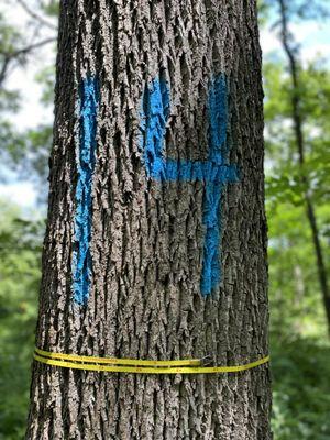 Walnut tree marked and tallied for harvest in Western Wisconsin.