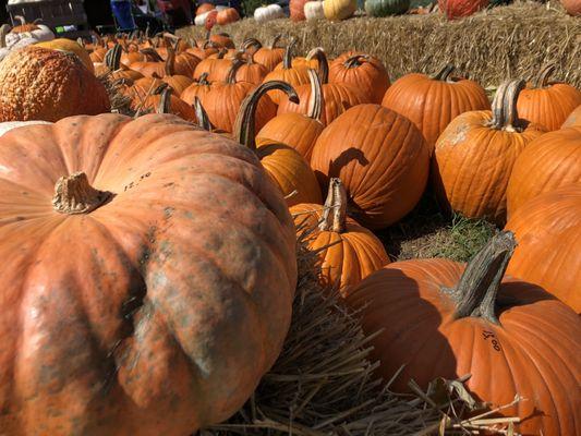 Pumpkins for sale