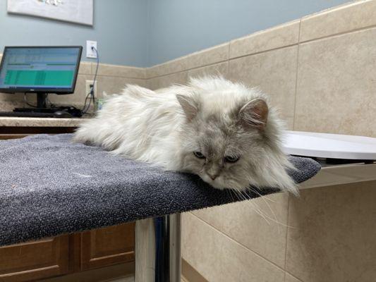 Northbrook Animal Hospital