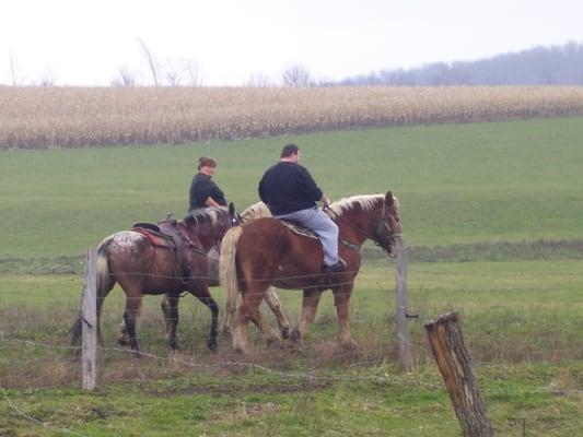 Training section for a new riding horse she is going to fit right in!