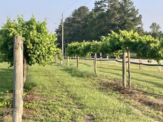 Beautiful Muscadine Grape Vineyards