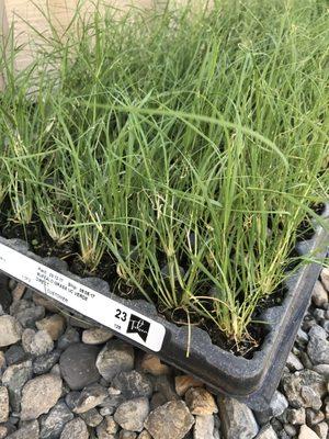 UC Verde Buffalograss is sold in trays of 128 individual plugs.