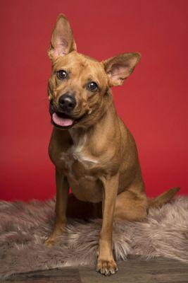 Valentine's day pictures for Buckeye Bassett Hound at Mutts & Co.