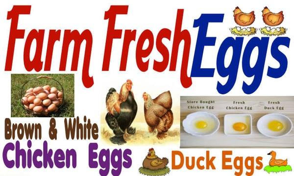 Whirlwind Farm Fresh Eggs