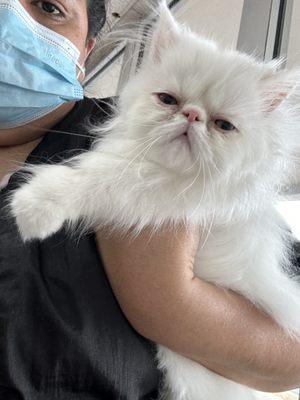 persian cat