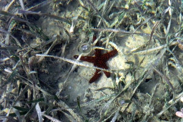 A Sea Star (starfish) a common find here in the backcountry of the keys