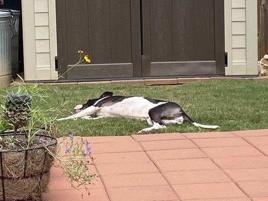 Sunbathing at home.