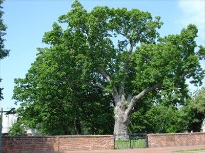 The historic Salem Oak, directly across from the Salem Oak Diner.