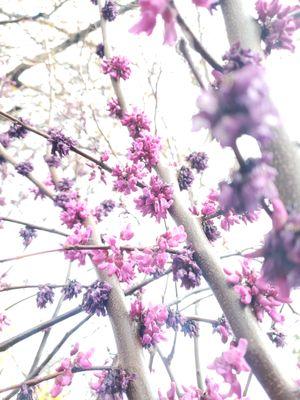 Redbud trees are fairly needy fellas, requiring shade and wind protection, but the spectacle they provide is well worth the effort.