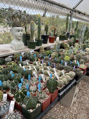 Some of the cacti available