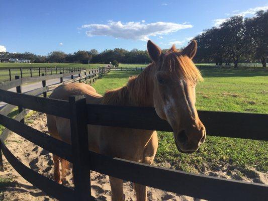 One friendly horse amongst many with paddocks strewn throughout the grounds.