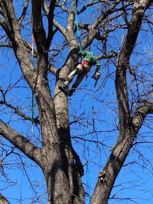 Customers tree in progress of cleaning out center and dead wood