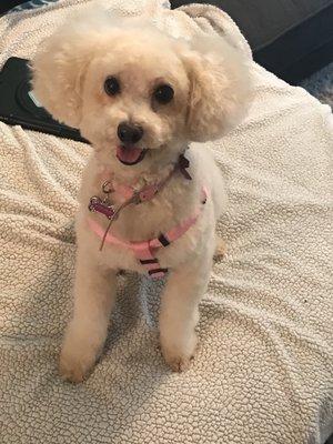 Happy customer!!!! ‍ bath, haircut and nail trim