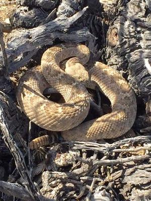 Western diamondback rattlesnake