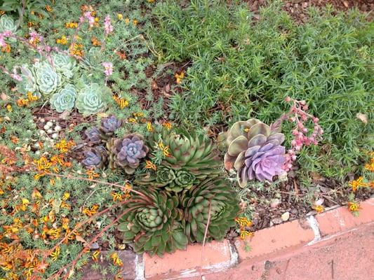 Succulents in Alameda.