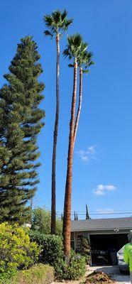 Cleaned 3 fan palms the after photo