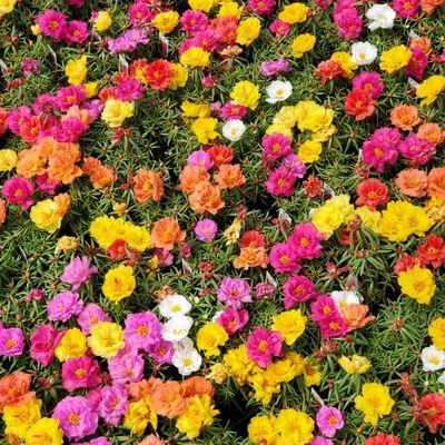 Portulaca (Rose Moss)