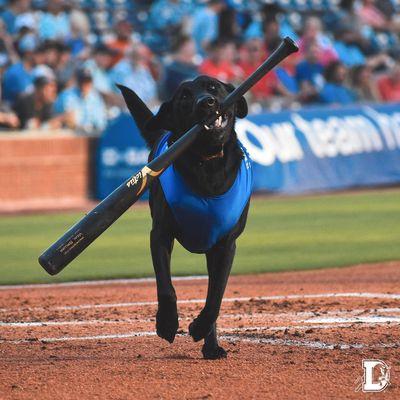 Ripken the Bat Dog. Spokesdog for Sit Means Sit Apex and Official Bat Dog for the Durham Bulls.