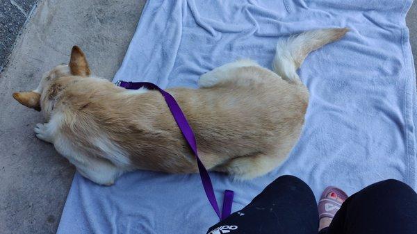 Our dog laying outside waiting on care.