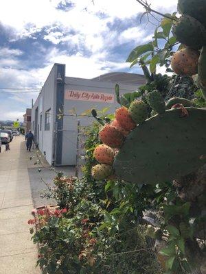 Giant cactus right next to the shop