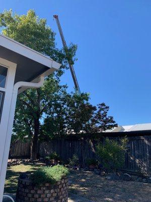 Sonoma-Marin Arborists Crane!