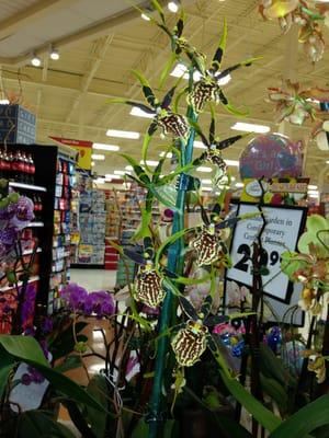 A very nice staff gave me some info on the orchids, she called this one "Spider Orchid"