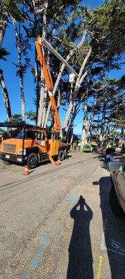 Tor House cypress tree clean up.